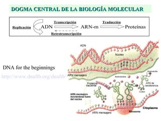 http://www.dnaftb.org/dnaftb/   DNA for the beginnings DOGMA CENTRAL DE LA BIOLOGÍA MOLECULAR 