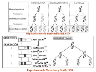Hipótesis sobre la replicación del ADN   Experimento de Messelson y Stahl, 1958 