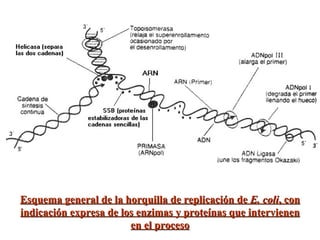 Esquema general de la horquilla de replicación de  E. coli , con indicación expresa de los enzimas y proteínas que intervienen en el proceso 