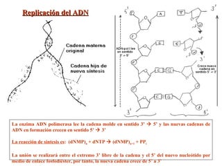 Replicación del ADN   La enzima ADN polimerasa lee la cadena molde en sentido 3’    5’ y las nuevas cadenas de ADN en formación crecen en sentido 5’    3’ La reacción de síntesis es :  (dNMP) n  + dNTP    (dNMP) n+1  + PP i La unión se realizará entre el extremo 3’ libre de la cadena y el 5’ del nuevo nucleótido por medio de enlace fosfodiéster, por tanto, la nueva cadena crece de 5’ a 3’ 