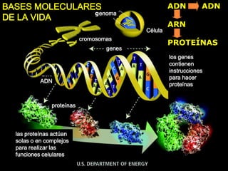 genoma
Célula
cromosomas
genes
los genes
contienen
instrucciones
para hacer
proteínas
ADN
proteínas
las proteínas actúan
solas o en complejos
para realizar las
funciones celulares
ADN ADN
ARN
PROTEÍNAS
BASES MOLECULARES
DE LA VIDA
 