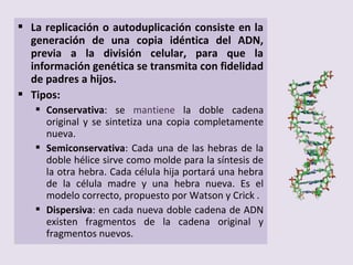  La replicación o autoduplicación consiste en la
generación de una copia idéntica del ADN,
previa a la división celular, para que la
información genética se transmita con fidelidad
de padres a hijos.
 Tipos:
 Conservativa: se mantiene la doble cadena
original y se sintetiza una copia completamente
nueva.
 Semiconservativa: Cada una de las hebras de la
doble hélice sirve como molde para la síntesis de
la otra hebra. Cada célula hija portará una hebra
de la célula madre y una hebra nueva. Es el
modelo correcto, propuesto por Watson y Crick .
 Dispersiva: en cada nueva doble cadena de ADN
existen fragmentos de la cadena original y
fragmentos nuevos.
 