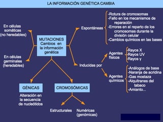 LAS MUTACIONES
 Concepto: alteraciones “cualitativas”
en la secuencia de bases del ADN
CLASIFICACIÓN:
 GÉNICAS O
PUNTUALES
 CROMOSÓMICAS
 GENÓMICAS
 