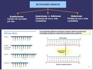 LAS MUTACIONES génicas
– GÉNICAS O PUNTUALES: afectan a un GEN
(1 o más bases)
• Causas:
– Errores en la replicación
– Agentes físicos, químicos y biológicos.
• Tipos:
– Sustituciones: Cambios de bases
» púrica x púrica o pirimidínica x pirimidínica :
transiciones ⇒
(T ≡ G, A ≡ C)
» pirimidínica x púrica: transversiones ⇒
(T ≡ C, A ≡ G)
– Deleciones e Inserciones: Pérdida o inserción de
bases (mutaciones graves)
 