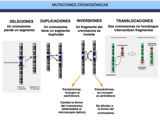 LAS MUTACIONES
cromosómicas
CROMOSÓMICAS: Afectan a un
cromosoma (varios genes)
 Nº incorrecto de genes ⇐
Sobrecruzamiento erróneo por
apareamiento desigual en
profase I
 Deleciones cromosómicas
 Duplicaciones (importancia
evolutiva)
 Alteraciones en el orden de los
genes
 Inversiones
 Translocaciones
 Transposiciones:
 “transposones” o “genes
saltarines”)
 Translocación recíproca
 