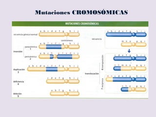 – Mutaciones CROMOSÓMICAS: Profase I
 