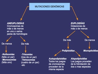 LAS MUTACIONES genómicas
GENÓMICAS
 Vistas en meiosis
 Aneuploídías
 Poliploidías
 Efectos fenotípicos:
 Aneuploidías
 En autosomas: Normalmente
letales
 En cromosomas sexuales:
efectos graves
 Poliploidías
 Animales: Normalmente letales
 Vegetales: mayor tamaño
 