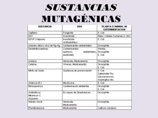 TIPOS DE AGENTES
MUTÁGENOS
– Físicos: Radiaciones
 Radiaciones ionizantes (x, α, β, γ y neutrones)
 Efectos: M. cromosómicas (deleciones y
traslocaciones)
 Radiaciones no ionizantes : UV
 Efectos: dímeros de T
– Químicos: Sustancia químicas
 Reacciones químicas: Ej.benzopirenos, acridina,
nitrosaminas, …
 Análogos químicos: Ej. 5-bromouracilo análogo
de la T,…
– Efectos: M. puntuales, principalmente
sustituciones
– Biológicos: virus o transposones
 Virus:(oncogenes) : provirus ⇒ saltos
intercelulares
– Efectos: Principalmente a nivel de
regulación ( ej. papiloma humano)
 