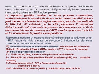 Por qué razón es tan importante que la expresión genética esté regulada? Razona
la respuesta.
- Variaciones del medio extra o intracelular ⇒ Necesidades proteicas
diferentes.
- Morfogénesis: Diferenciación de tejidos, desarrollo embrionario
- Ciclo celular: diferentes etapas ⇒ diferentes necesidades
En definitiva, las condiciones ambientales cambiantes determinan distintas
necesidades celulares y en consecuencia la expresión o no de ciertos
genes.
Define el concepto de gen e indica las diferencias más relevantes en la estructura
de un gen eucariótico y otro procariótico. ¿De qué forma se refleja esta diferencia
en el producto de la transcripción? Razona la respuesta. Ayúdate de un dibujo.
a) GEN: “Secuencia de nucleótidos en la
molécula de ADN, que desempeña una
función específica tal como codificar una
molécula de ARN o una cadena
polipeptídica”.
b) Procariotas: continuos, E: fragmentados
(intrones y exones)
c) Eucariotas. Necesidad de maduración de
ARN. Dibujar transcrito 1 ario
extremos,
intrones y exones y 2ario
 