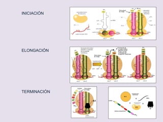 Desarrolla un texto corto (no más de 10 líneas) en el que se relacionen de
forma coherente y en un contexto biológico los siguientes conceptos:
transcripción, polimerasa, DNA molde, proteína
La expresión genética requiere de varios procesos consecutivos,
fundamentalmente la trascripción de una de las hebras del ADN molde a
partir del reconocimiento de la región promotora, para dar una molécula
de ARN, todo ello catalizado por las ARN polimerasas. En eucariotas
dicho transcrito sufre una serie de procesos de maduración con el fin de
eliminar los intrones de manera que el ARNm maduro pueda ser traducido
en los ribosomas en la proteína correspondiente.
Representa mediante un esquema claro cómo tiene lugar la traducción de un
mRNA (etapa de inicio y etapa de elongación), indicando los elementos
moleculares que intervienen en el mismo.
1º) Dibujo de elementos de complejo de iniciación: subunidades del ribosoma +
Metionil o formilmetionil RNAt + ARM m maduro + GTP + factores de iniciación
2º) Dibujo del proceso de elongación
A.- Unión del aa1-ARNt al sitio A: GTP y Factores de elongación
B.- Formación del enlace peptídico: Peptidil transferasa (ARNr con actividad
catalítica)
C.-Translocación al sitio P: GTP y Factores de elongación
- Queda libre el sitio A
Unión al sitio A de un nuevo aa2-ARNt y repetición del proceso (A, B, C)
 