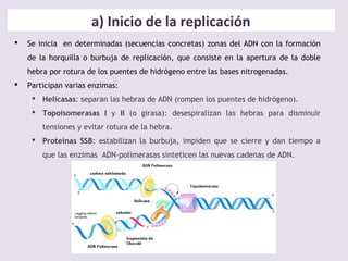 a) Inicio de la replicación
 Se inicia en determinadas (secuencias concretas) zonas del ADN con la formación
de la horquilla o burbuja de replicación, que consiste en la apertura de la doble
hebra por rotura de los puentes de hidrógeno entre las bases nitrogenadas.
 Participan varias enzimas:
 Helicasas: separan las hebras de ADN (rompen los puentes de hidrógeno).
 Topoisomerasas I y II (o girasa): desespiralizan las hebras para disminuir
tensiones y evitar rotura de la hebra.
 Proteínas SSB: estabilizan la burbuja, impiden que se cierre y dan tiempo a
que las enzimas ADN-polimerasas sinteticen las nuevas cadenas de ADN.
 