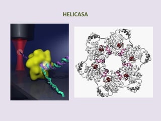 HELICASA
 