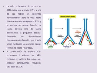  La ADN polimerasa III recorre el
ADN molde en sentido 3’5’, y una
de las hebras es recorrida
normalmente, pero la otra hebra
discurre en sentido opuesto 5’3’ y
la enzima no puede hacerlo de
forma directa sino de forma
discontínua (a pequeños saltos),
formando los denominados
fragmentos de Okazaki, que tras la
unión mediante las enzimas ligasas
forman la hebra retardada.
 A continuación la enzima ADN-
polimerasa I elimina los ARN-
cebadores y rellena los huecos del
cebador consiguiendo recuperar
casi todo el ADN.
 