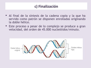 c) Finalización
 Al final de la síntesis de la cadena copia y la que ha
servido como patrón se disponen enrolladas originando
la doble hélice.
 Este proceso a pesar de lo complejo se produce a gran
velocidad, del orden de 45.000 nucleótidos/minuto.
 