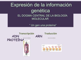 Expresión de la información
genética
EL DOGMA CENTRAL DE LA BIOLOGÍA
MOLECULAR
“ Un gen una proteína”
ADN ARN
PROTEÍNA
Transcripción Traducción
 
