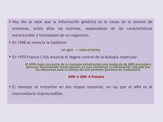  Hoy día se sabe que la información genética es la causa de la síntesis de
proteínas, entre ellas las enzimas, responsables de las características
estructurales y funcionales de un organismo.
 En 1948 se enuncia la hipótesis:
un gen → una enzima
 En 1970 Francis Crick enuncia el dogma central de la biología molecular:
El ADN copia una parte de su mensaje sintetizando una molécula de ARN mensajero
(proceso denominado transcripción), la cual constituye la información utilizada por
los ribosomas para la síntesis de una proteína (proceso de traducción).
ADN → ARN → Proteína
 El mensaje se transmite en dos etapas sucesivas, en las que el ARN es el
intermediario imprescindible.
 