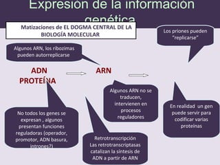 Expresión de la información
genéticaMatizaciones de EL DOGMA CENTRAL DE LA
BIOLOGÍA MOLECULAR
ADN ARN
PROTEÍNA
No todos los genes se
expresan , algunos
presentan funciones
reguladoras (operador,
promotor, ADN basura,
intrones?)
Retrotranscripción
Las retrotranscriptasas
catalizan la síntesis de
ADN a partir de ARN
En realidad un gen
puede servir para
codificar varias
proteínas
Algunos ARN no se
traducen,
intervienen en
procesos
reguladores
Los priones pueden
“replicarse”
Algunos ARN, los ribozimas
pueden autorreplicarse
 