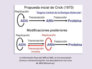 La información fluye del ARN al AND, es la transcripción
inversa o retrotranscripción, fue descubierta en los virus
de ARN (Retrovirus)
 