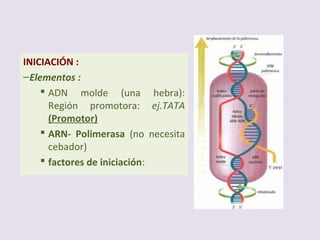  Consiste en copiar una parte del mensaje genético desde su forma original (ADN) a otra (ARN),
que se pueda utilizar directamente para la síntesis de proteínas.
 En el proceso de transcripción se forma una cadena de ARN cuya secuencia de bases
nitrogenadas es la misma que la de la hebra madre del ADN.
 La responsable de la transcripción es la enzima ARN polimerasa ADN dependiente, que
presenta las siguientes características:
 Une nucleótidos mediante enlace fosfodiéster (nucleotídicos), siempre en sentido 5’→3’.
 Utiliza nucleótidos trifosfato.
 Necesita una molécula de ADN como molde o patrón.
 Se fija a regiones específicas del ADN (genes promotores) para comenzar su acción a partir
de ese punto.
LA TRANSCRIPCIÓN DE LA INFORMACIÓN
GENÉTICA (SÍNTESIS DE RNA)
 