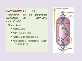 INICIACIÓN :
–Elementos :
 ADN molde (una hebra):
Región promotora: ej.TATA
(Promotor)
 ARN- Polimerasa (no necesita
cebador)
 factores de iniciación:
 
