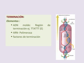 ELONGACIÓN: ( 5´ → 3´ ):
“Formación de un fragmento
transitorio de ADN-ARN
espiralizado”
–Elementos :
 ADN molde
 ARN- Polimerasa
 factores de elongación
 nucleótidos trifosfato (ATP,
UTP,GTP,CTP)
 