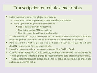 Transcripción en células procariotas
 En procariotas solo existe un tipo de ARN polimerasa, formada por dos subunidades:
α y β.
 La ARN polimerasa se debe unir al factor σ para reconocer y fijarse a la zona
promotora (rica en timina y adenina: TATAATG. Después el factor σ se suelta.
 La ARN polimerasa fijada al ADN produce el desenrollamiento de una vuelta de la
doble hélice, y comienza a sintetizar ARN en sentido 5’→3’.
 La cadena de ARN finaliza al llegar a la señal de terminación (zona rica en guanina
y citosina). El factor ρ reconoce esta zona.
 La velocidad de transcripción es alta: une 30 a 40 nucleótidos por segundo).
 Mediante este proceso se sintetizan tres tipos de ARN: mensajero, ribosómico y
transferente. Este último debe sufrir un proceso de maduración antes de activarse.
 No se corrigen los errores producidos durante la síntesis de ARN ya que son bien
tolerados y nunca se transmiten a la descendencia.
 