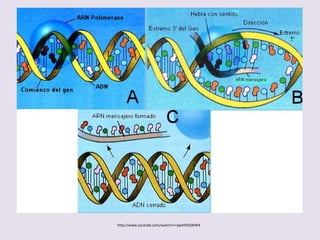 Transcripción en células eucariotas
 La transcripción es más compleja en eucariotas.
– Intervienen factores proteicos ausentes en las procariotas.
– Hay 3 tipos de ARN polimerasas diferentes:
 Tipo I: transcribe ARN ribosómico.
 Tipo II: transcribe ARN mensajero.
 Tipo III: transcribe ARN de transferencia.
 Tras la transcripción es preciso un proceso de maduración antes de que el ARN sea
funcional (deben ser eliminados los intrones y dejar solamente los exones).
 Para transcribir el ADN es preciso que las histonas hayan desbloqueado la hebra
de ADN y que éste se haya desespiralizado.
 La región promotora tiene una secuencia específica: TATA o CAAT.
 Cuando se han agregado 30 nulcLeótidos, se añade al extremo 5’ una caperuza de
7-metil-guanosina trifosfato (punto de reconocimiento para procesos posteriores).
 Tras la señal de finalización (secuencia TTATTT), sobre el extremo 3’ se añade una
cadena de unos 200 poli-A.
 