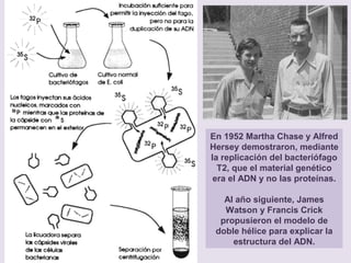En 1952 Martha Chase y Alfred
Hersey demostraron, mediante
la replicación del bacteriófago
T2, que el material genético
era el ADN y no las proteínas.
Al año siguiente, James
Watson y Francis Crick
propusieron el modelo de
doble hélice para explicar la
estructura del ADN.
 