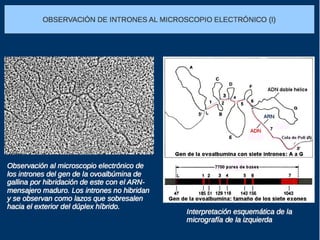 Maduración del ARNm
http://www.youtube.com/watch?v=w8FSDQwumTw&feature=related
 Este proceso afecta sobre todo
al ARN mensajero.
 Proceso en el que se eliminan
los intrones y se unen los
exones entre sí constituyendo
una única cadena.
 En este proceso participan las
ribonucleoproteínas pequeñas
nucleares (RNPpn), también
conocidas con espliceosomas o
tijeras genéticas, capaces de
cortar y volver a unir el ARN.
 El ARNt tras su síntesis debe
plegarse hasta adoptar la forma
funcional. Aspecto
característico de boomerang.
 La síntesis de ARNr es compleja
y se produce en el nucléolo.
 