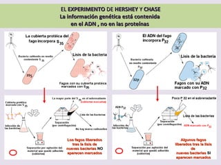 ELEL EXPERIMENTOEXPERIMENTO DEDE HERSHEYHERSHEY YY CHASECHASE
La información genética está contenidaLa información genética está contenida
en el ADN , no en las proteínasen el ADN , no en las proteínas
Los fagos liberadosLos fagos liberados
tras la lisis detras la lisis de
nuevas bacteriasnuevas bacterias NONO
aparecen marcadosaparecen marcados
Algunos fagosAlgunos fagos
liberados tras la lisisliberados tras la lisis
dede
nuevas bacteriasnuevas bacterias SISI
aparecen marcadosaparecen marcados
 