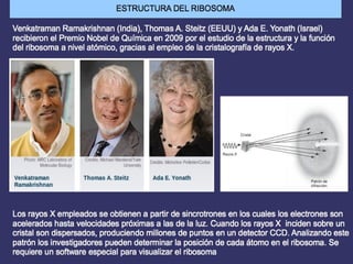 LA EXPRESIÓN DE LA INFORMACIÓN
GENÉTICA: EL CÓDIGO GENÉTICO
 
…..AAATGCGCGCGAATTTCGTGGGTCAGGCTTGAAG…..
…..TTTACGCGCGCTTAAAGCACC CAGTCCGAACTTC…..
Transcripción
(En el núcleo)
 .
 …..AAAUGCGCGCGAAUUUCGUGGGUCAGGCUUGAAG….. 
Traducción
(En el citoplasma: ribosomas)
    
 Met  – Arg – Ala – Asn – Phe – Val – Gly – Lys – Gln - Ala
INICIO                                    STOP
 