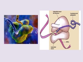 TRADUCCIÓN DEL MENSAJE GENÉTICO:
(síntesis de cadenas polipeptídicas)
PROCESO: Localizado en los ribosomas
– ACTIVACIÓN DE AMINOÁCIDOS : Aminoacil ARNt
sintetasa
Ecuación global:
– aa + ATP + ARNt → aa-ARNt + AMP + PPi
– SÍNTESIS DE PROTEÍNAS: (cadenas polipeptídicas)
INICIACIÓN
– Comienza con el codón AUG → Metionina (E) o
formil metionina (P)
– - COMPLEJO DE INICIACIÓN = 1° Subunidad menor
+ 2° ARNm + 3° fMet-ARNt + 4° Subunidad mayor
- GTP y
Factores de iniciación
 