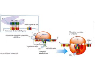  En esta fase todo el sistema se prepara para la síntesis, se forma el COMPLEJO DE INICIACIÓN:
– En primer lugar, el ARNm se une por el extremo 5’ a la subunidad menor del ribosoma gracias al
factor proteico IF3.
– A continuación, se produce la fijación del primer aminoacil-RNAt por complementariedad entre
el anticodón del ARNt y el codón de ARNm.
– El primer codón siempre es AUG y el aminoácido que porta es metionina.
– Por último se produce el acoplamiento de la subunidad mayor del ribosoma, para lo que se
precisa el factor proteico IF1 e iones Mg++
.
 El ribosoma tiene dos zonas activas: sitio P o peptidil y sitio A o aminoacil. El A es donde se une el
aminoacil-ARNt y el P es donde se sitúa el aminoácido una vez unido a la cadena peptídica.
 El proceso de iniciación precisa energía, que es aportada por el GTP.
 