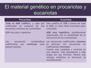 El material genético en procariotas y
eucariotas
Procariotas Eucariotas
Todo el ADN codifica, y cada gen
codificador se compone de una
secuencia continua de nucleótidos.
Solo codifica el 10% o menos de todo
el ADN, el resto tiene funciones poco
conocidas.
ADN muy poco repetitivo ADN muy repetitivo, posiblemente
relacionado con la estabilidad de la
estructura de los cromosomas
Las secuencias nucleotídicas
codificantes son continuas (solo
poseen exones)
Las secuencias codificantes (exones)
se alternan con secuencias no
codificantes (intrones).
Cuanto más compleja y reciente es
una especie, más abundantes y más
largos son sus intrones. Parece una
ventaja evolutiva al favorecer la
recombinación.
 