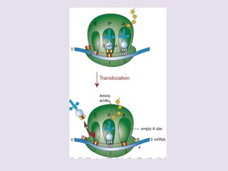  ELONGACIÓN
– A.- Unión del aa1-ARNt al sitio
A:
 GTP y Factores de
elongación
– B.- Formación del enlace
peptídico:
 Peptidil transferasa (ARNr
con actividad catalítica)
– C.- Translocación al sitio P :
 GTP y Factores de
elongación
– Queda libre el sitio A
– Unión al sitio A de un nuevo
aa2-ARNt y repetición del
proceso ( A, B, C )
 