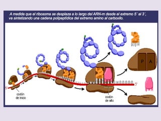  TERMINACIÓN
– Termina con las secuencias UAA, UAG o
UGA que no codifican para ningún
aminoácido.
– - Factor de terminación y GTP: Unión a sitio
A del Factor de terminación
 
