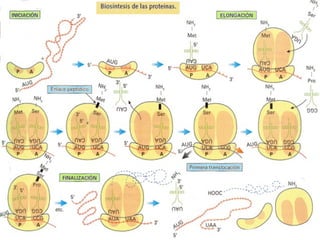  Existen 3 codones de terminación: UAA, UAG y UGA, para los
que no existe ARNt y cuando llega a este punto la síntesis
proteica se detiene.
 Esta fase también precisa energía en forma de GTP.
 Al detenerse la síntesis:
 La cadena peptídica se libera del ribosoma.
 La dos subunidades ribosómicas se separan.
 El ARNm es destruido para que no se hagan copias innecesarias.
 La síntesis se produce a una velocidad de 1400 aminoácidos
por minuto y las cadenas de ARNm suelen ser leídas por más
de un ribosoma simultáneamente.
 