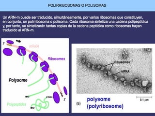 La Traducción en células eucariotas
Diferencias en eucariotas con relación a procariotas:
 Se produce en RER en vez de citoplasma.
 El ARNm eucariota es más estable.
 El ARNm eucariota es monocistrónico (solo porta
información para un péptido).
 Los ribosomas son diferentes.
 El primer ARNt lleva metionina.
 Los factores proteicos implicados en el proceso son
diferentes.
 El extremo 5’ de los ARNm tiene metilguanosina trifosfato
para ser reconocido.
 El primer ARNt se une antes a la subunidad menor que al
ARNm.
 