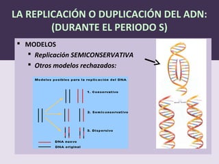 LA REPLICACIÓN O DUPLICACIÓN DEL ADN:
(DURANTE EL PERIODO S)
 MODELOS
 Replicación SEMICONSERVATIVA
 Otros modelos rechazados:
 