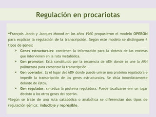 REGULACIÓN DE LA EXPRESIÓN GENÉTICA
 GEN :“Secuencia de nucleótidos en la molécula de ADN,
que desempeña una función específica tal como codificar
una molécula de ARN o una cadena polipeptídica”.
 NECESIDAD DE REGULACIÓN DE LA EXPRESIÓN
GENÉTICA
 Variaciones del medio extra o intracelular ⇒ Necesidades proteicas
diferentes.
 Morfogénesis: Diferenciación de tejidos, desarrollo embrionario
 Ciclo celular: diferentes etapas ⇒ diferentes necesidades
PUNTOS DONDE ES POSIBLE REGULAR LA
EXPRESIÓN GENÉTICA
 Transcripción (PRINCIPALMENTE)
 Maduración de ARNm
 Transporte de ARNm,
 Traducción.
 