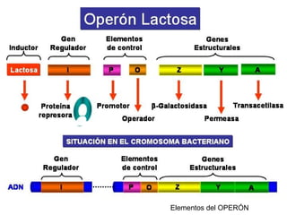 Regulación en procariotas
François Jacob y Jacques Monod en los años 1960 propusieron el modelo OPERÓN
para explicar la regulación de la transcripción. Según este modelo se distinguen 4
tipos de genes:
 Genes estructurales: contienen la información para la síntesis de las enzimas
que intervienen en la ruta metabólica.
 Gen promotor: Está constituido por la secuencia de ADN donde se une la ARN
polimerasa para comenzar la transcripción.
 Gen operador: Es el lugar del ADN donde puede unirse una proteína reguladora e
impedir la transcripción de los genes estructurales. Se sitúa inmediatamente
delante de éstos.
 Gen regulador: sintetiza la proteína reguladora. Puede localizarse enn un lugar
distinto a los otros genes del operón.
Según se trate de una ruta catabólica o anabólica se diferencian dos tipos de
regulación génica: inducible y represible.
 