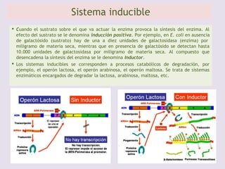 Elementos del OPERÓN
 