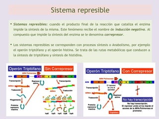  Regulación en procariotas:
 Sistema inducible (control +)
 