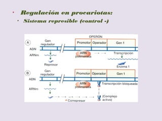 Sistema represible
 Sistemas represibles: cuando el producto final de la reacción que cataliza el enzima
impide la síntesis de la misma. Este fenómeno recibe el nombre de inducción negativa. Al
compuesto que impide la síntesis del enzima se le denomina correpresor.
 Los sistemas represibles se corresponden con procesos síntesis o Anabolismo, por ejemplo
el operón triptófano y el operón histina. Se trata de las rutas metabólicas que conducen a
la síntesis de triptófano y síntesis de histidina.
 
