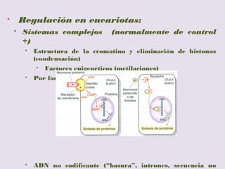 Regulación en eucariotas
 La regulación en organismos eucariotas y sobre todo pluricelulares
es mucho más compleja que en procariotas.
 La regulación se puede producir en varios procesos:
 Transcripción.
 Maduración del ARNm transcrito.
 Transporte del ARNm.
 Traducción.
 El mecanismo más habitual se realiza en la transcripción actuando
sobre la ARN polimerasa y sobre procesos específicos:
 Separación de las histonas, para acceder al ADN.
 Existencia de factores activadores intra y extracelulares
(hormonas, fitocromo en las plantas, etc.).
 