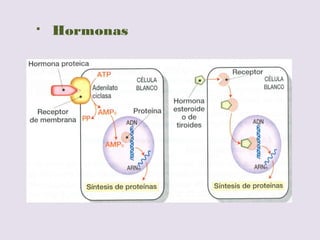  Regulación en eucariotas:
 Sistemas complejos (normalmente de control
+)
 Estructura de la cromatina y eliminación de histonas
(condensación)
 Factores epigenéticos (metilaciones)
 Por factores de activación (Hormonas, etc.)
 ADN no codificante (“basura”, intrones, secuencia no
 