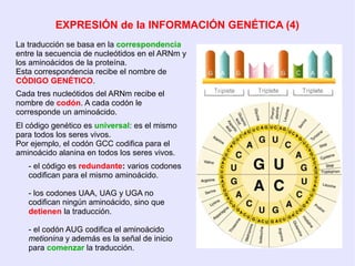 4ºESO: Genetica Molecular | PDF