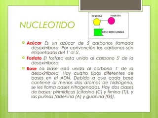 NUCLEOTIDO
 Azúcar Es un azúcar de 5 carbonos llamada
desoxirribosa. Por convención los carbonos son
etiquetados del 1' al 5'.
 Fosfato El fosfato esta unido al carbono 5' de la
desoxirribosa.
 Base La base está unida al carbono 1' de la
desoxirribosa. Hay cuatro tipos diferentes de
bases en el ADN. Debido a que cada base
contiene al menos dos átomos de hidrógeno,
se les llama bases nitrogenadas. Hay dos clases
de bases: pirimídicas (citosina (C) y timina (T)), y
las purinas (adenina (A) y guanina (G)).
 