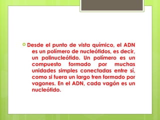  Desde el punto de vista químico, el ADN
es un polímero de nucleótidos, es decir,
un polinucleótido. Un polímero es un
compuesto formado por muchas
unidades simples conectadas entre sí,
como si fuera un largo tren formado por
vagones. En el ADN, cada vagón es un
nucleótido.
 