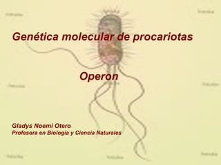 Genética molecular de procariotas   Operon  Gladys Noemi Otero Profesora en Biología y Ciencia Naturales 